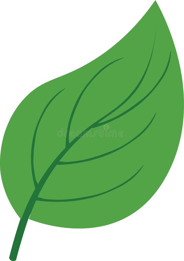 <p>single, undivided leaf blade attached to stem by petiole</p>