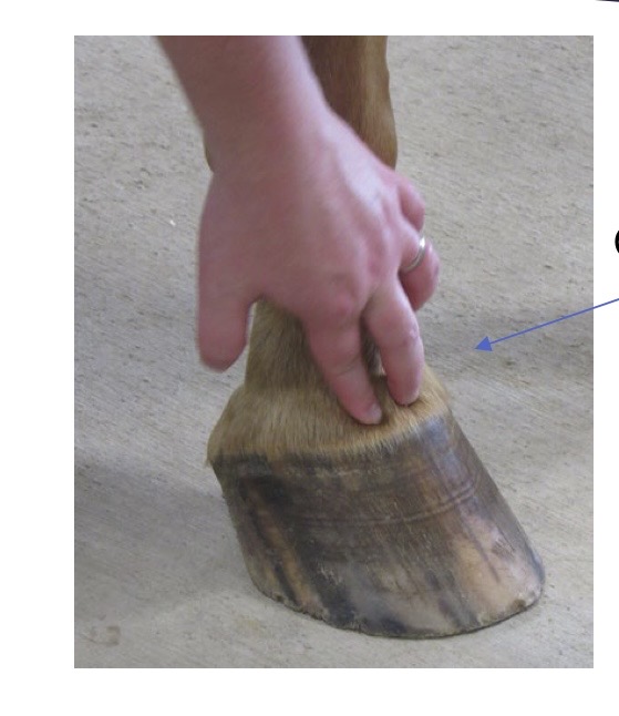 <p>what joint is being palpated?</p>