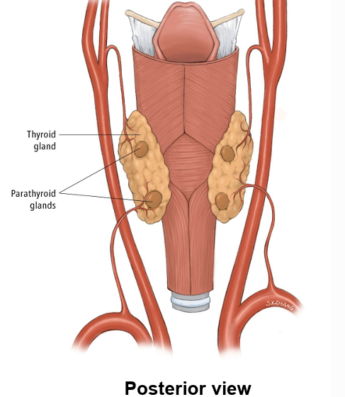 <ul><li><p>part of endocrine layer of visceral pretrach fascia</p></li><li><p>produces parathyroid hormone = controls metabolism of phosphorous &amp; calcium</p></li><li><p>usually 4 → lie on <strong>medial half of post surface of each lobe of thyroid gland</strong></p></li></ul><p></p>