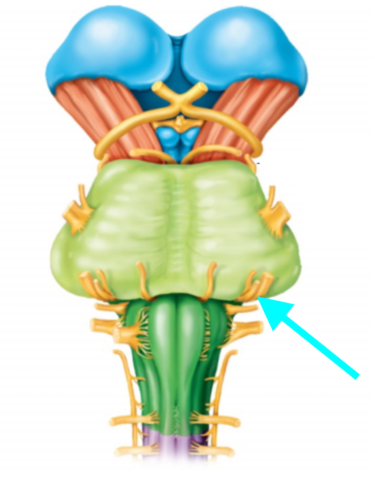 <p>Nerve, number, sensory or motor?</p>