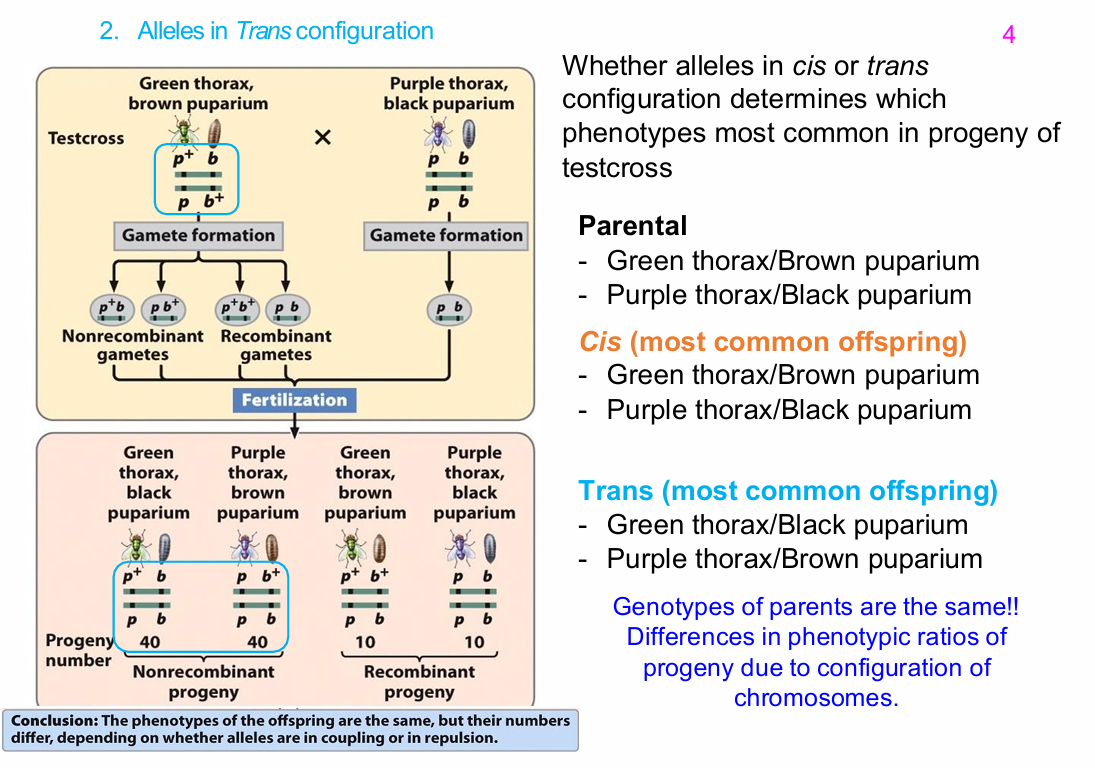 <p>What are the most common offspring from the Drosophila trans testcross?</p>