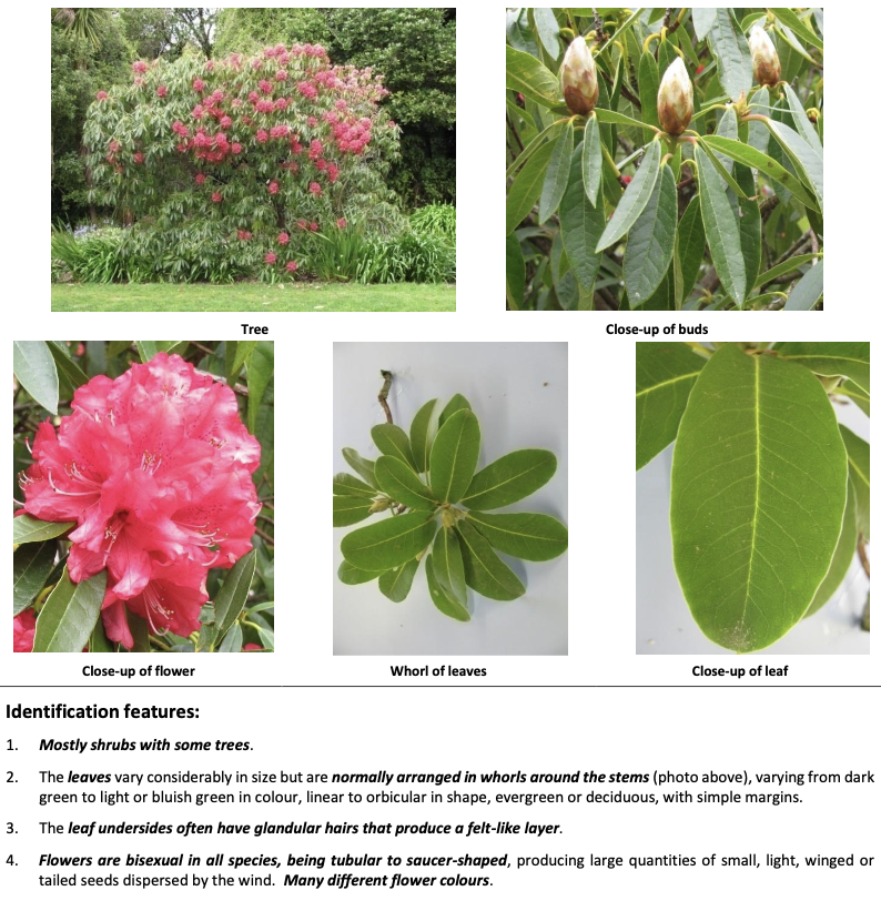 <p><strong>Plant family:</strong> Ericaceae<br><strong>Life cycle:</strong> Perennial shrub or small tree<br><strong>Key persistence/spread:</strong> Seed<br><strong>Farming systems:</strong> Gardens near pasture</p><p><strong> How to identify</strong></p><p>They are evergreen shrubs with thick leathery leaves arranged in whorls at the end of branches. Many species have felt-like hairs on the underside of leaves.</p><p>Flowers are large, showy, and come in many colours.</p><p>Poisoning typically occurs when clippings are dumped into paddocks, especially affecting sheep.</p>