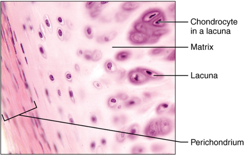 <p>Hyaline cartilage</p>