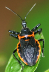 <p>A tiny creepy crawler like a beetle or an ant is a _____.</p>