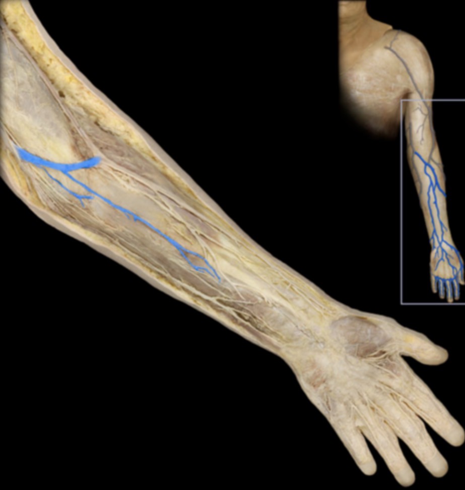 <p>what is this </p>