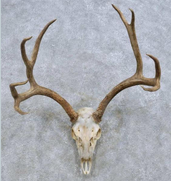 <p>Odocoileus hemionus</p>