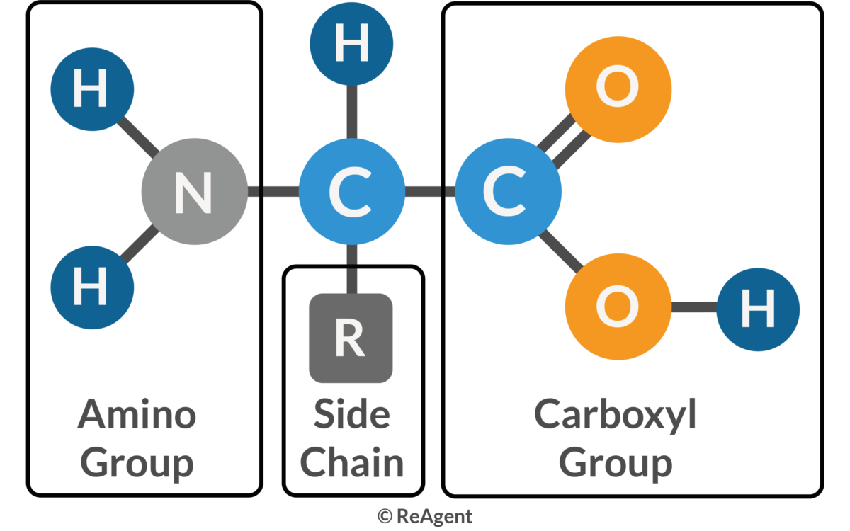 <p>Amine group - NH<sub>2</sub></p><p>Central Carbon - CH</p><p>R group - a range of chemical groups different in each amino acids. 20 different amino acids naturally occuring in the human body. </p><p>Carboxyl group - COOH</p>