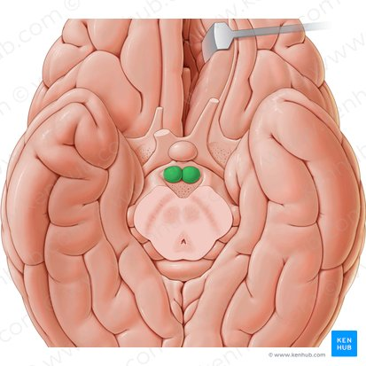<p>two little bumps above the cerebellum </p>