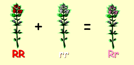 <p>Other means of inheritance:<br>_______ Dominance<br>There are situations where neither allele is<br>dominant, but both are incompletely dominant.<br>The classic example of incomplete dominance is the<br>crossing of red snapdragons with white snapdragons<br>to produce pink offspring. RR (red) + rr (white) = Rr (pink). This is due to there being less red pigment than there normally would be. </p>
