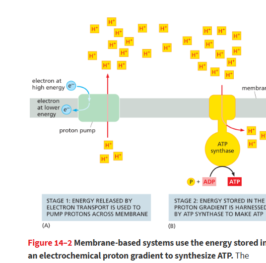 <p>Mechanism that uses the energy stored in a transmembrane proton gradient to drive an energy-requiring process, such as the synthesis of ATP by ATP synthase or the transport of a molecule across a membrane.</p>