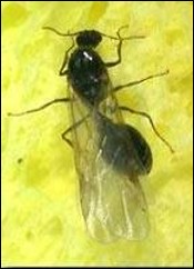 <p>Identify the insect and <strong>order</strong></p>