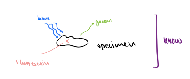 <ul><li><p>uses fluorescent molecules (DAPI, FITC, rhodamine) </p></li><li><p>shine short wavelength (high E) on specimen → see longer wavelength (low E) </p></li></ul><p></p><p>ex. DAPI absorbs UV → give off blue</p><p>ex. FITC absorbs blue → gives off green </p><p></p><p>(-) : fuzzy images → thus we use confocal fluorescence microscopy to fix issue</p><p></p>
