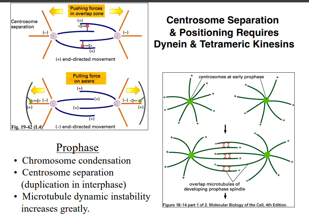 <p><span style="background-color: transparent;"><strong>Prophase</strong></span></p>