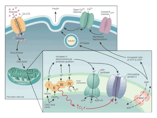 <p>Uncoupler activity has a role in cellular ATP concentration in beta cells. This is in extreme contrast to the other cells in your body, that have a paired negative feedback loop based around the enzyme PFK. Because in these cells PFK isn’t rate limiting, the feedback system doesn’t compensate for uncoupler activity. A significant fraction of people who have lived to 100 years old have a high uncoupler activity in beta cells, suggesting to many scientists that this contributes to longevity. Note this is a correlation, and I am not telling you that the evidence for a causal relationship is sufficent for me to teach that this is so.</p>