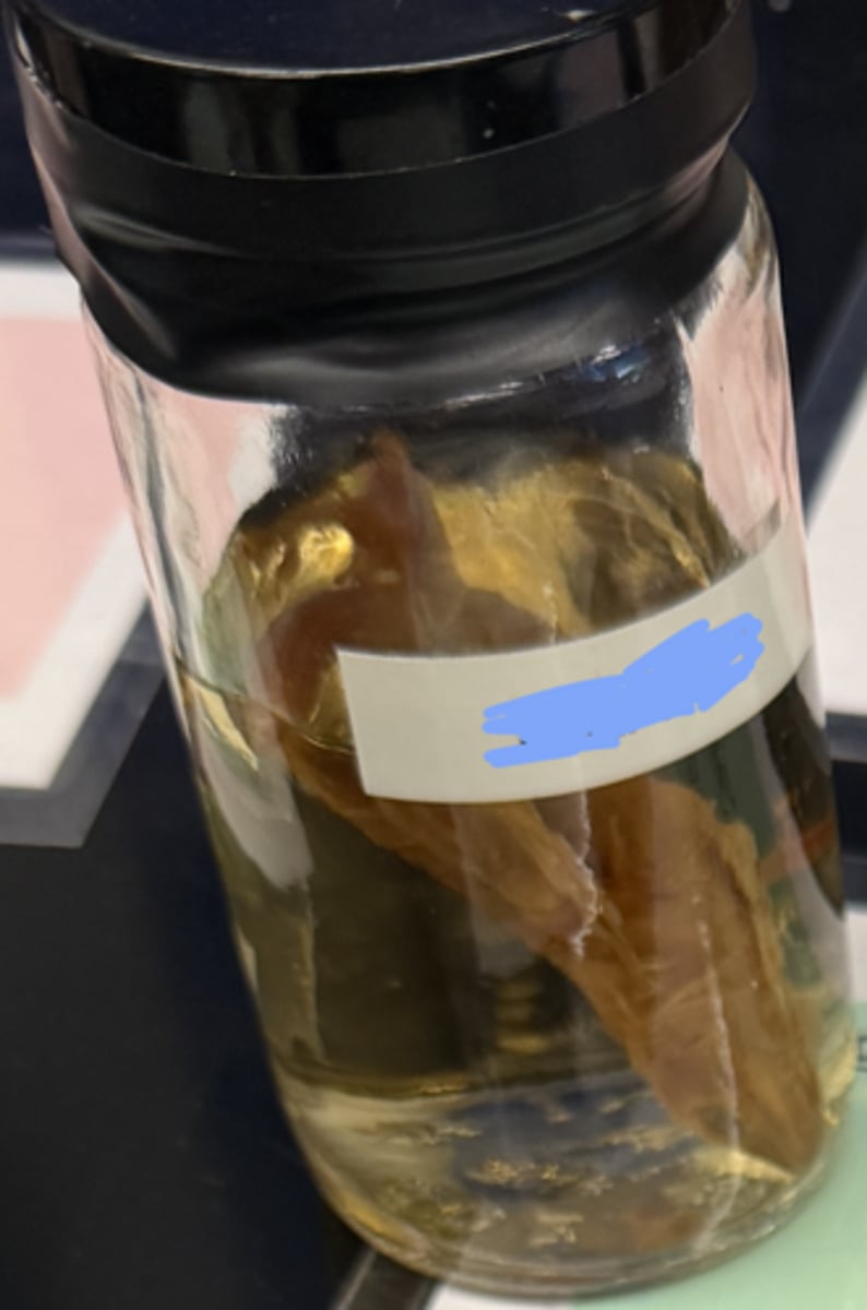 <p>phylum, class, order, and name</p>