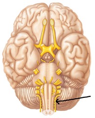 <p>Motor- movement of head and neck. controls trapezius and sternocleidomastoid</p>