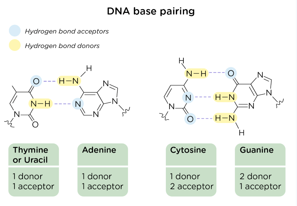 <p>DNA should have 1:1 ratio of purines to pyrimidines </p><p></p>