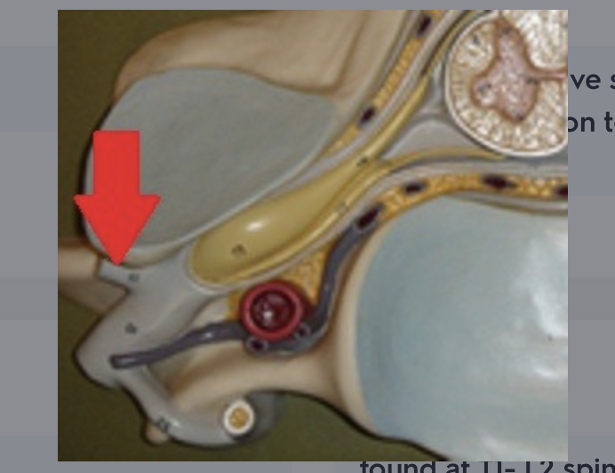 <p>axons that receive sensory innervation from the back, and transmits motor innervation to deep back muscles</p>