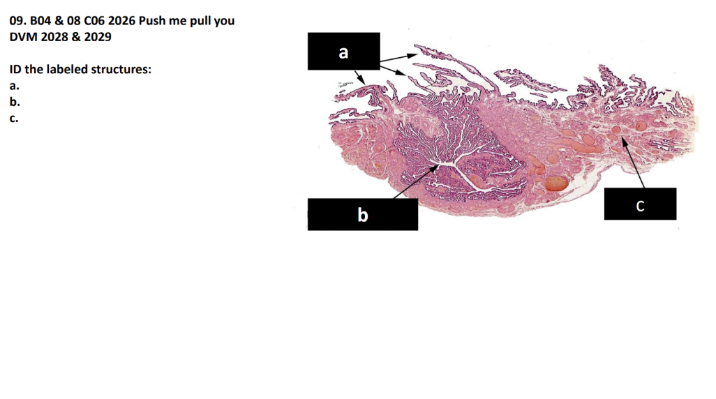 <p>ID the labeled structures:</p><p>a.</p><p>b.</p><p>c. </p>