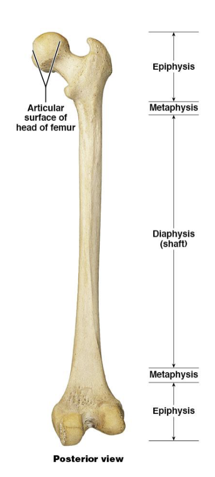<p>epiphysis</p>