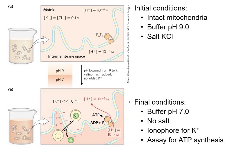 <p>ATP synthesis; Equilibrium of H<sup>+</sup> and charge</p>