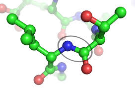 <p>Peptide bond</p>