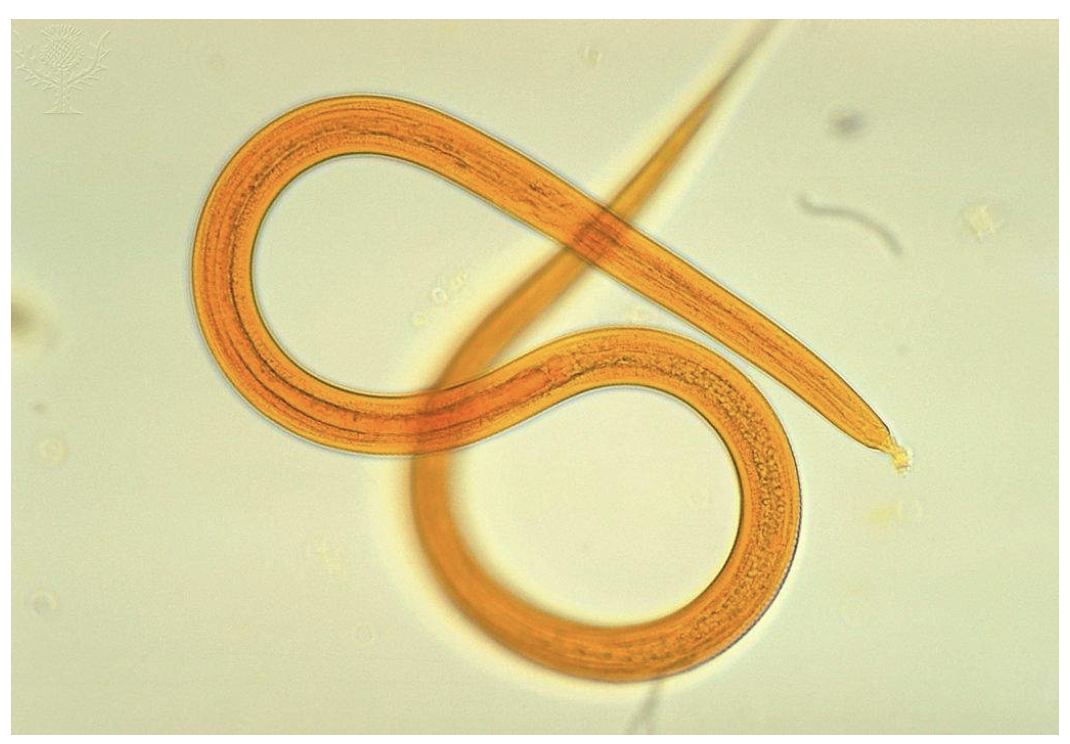 <p>Helminths</p>