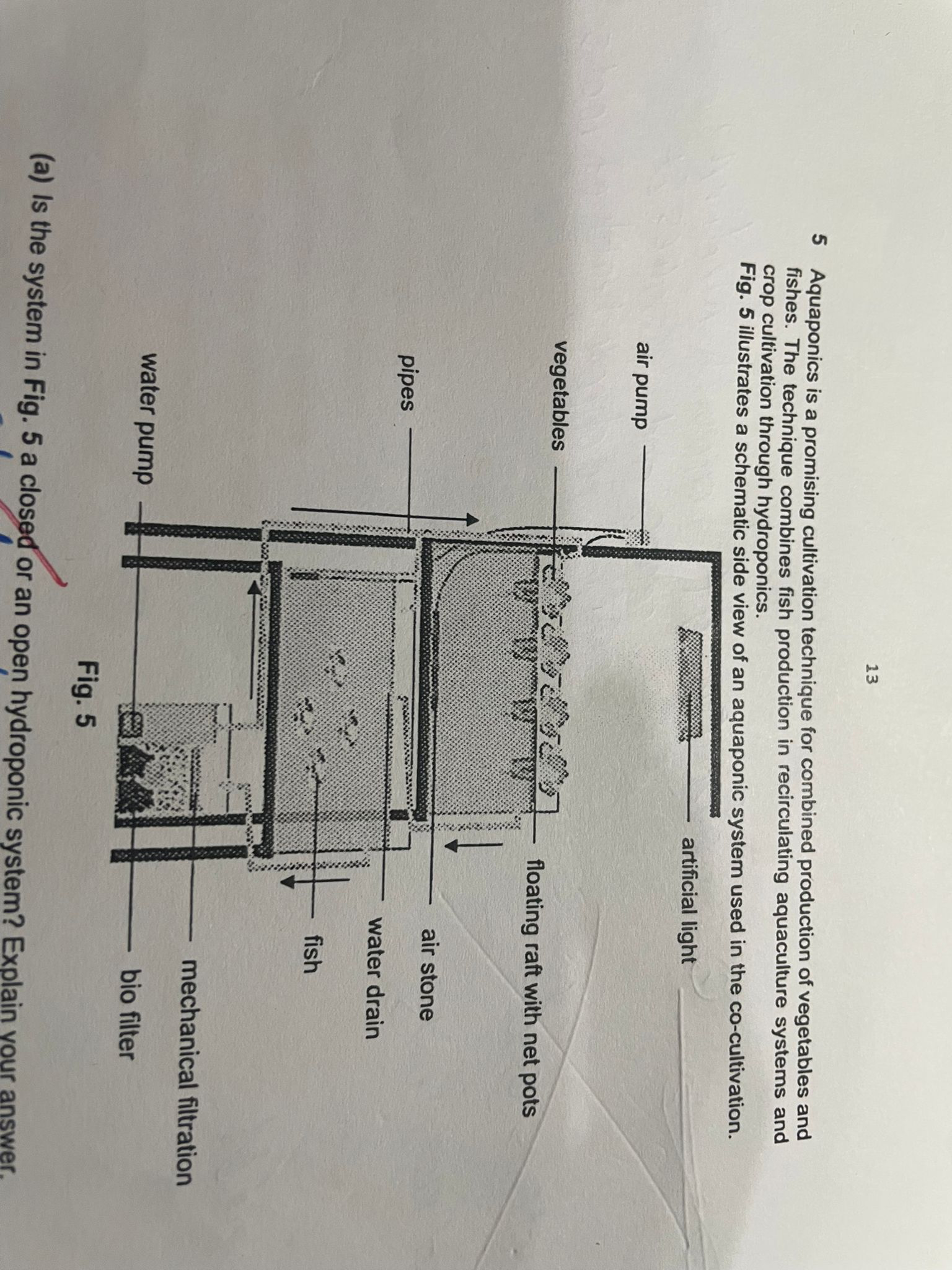 <p>Why is it not necessary to place an air stone in the fish rearing tank? </p>