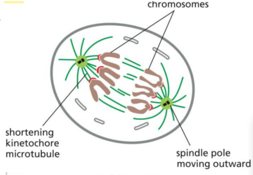 <ul><li><p><span style="background-color: transparent;">The fourth phase of mitosis</span></p></li><li><p><span style="background-color: transparent;">During this, the cohesin proteins are cleaved, allowing sister chromatids to separate.</span></p></li><li><p><span style="background-color: transparent;">The chromatids are then pulled toward opposite poles of the cell by shortening kinetochore microtubules and other forces within the spindle.</span></p></li></ul><p></p>
