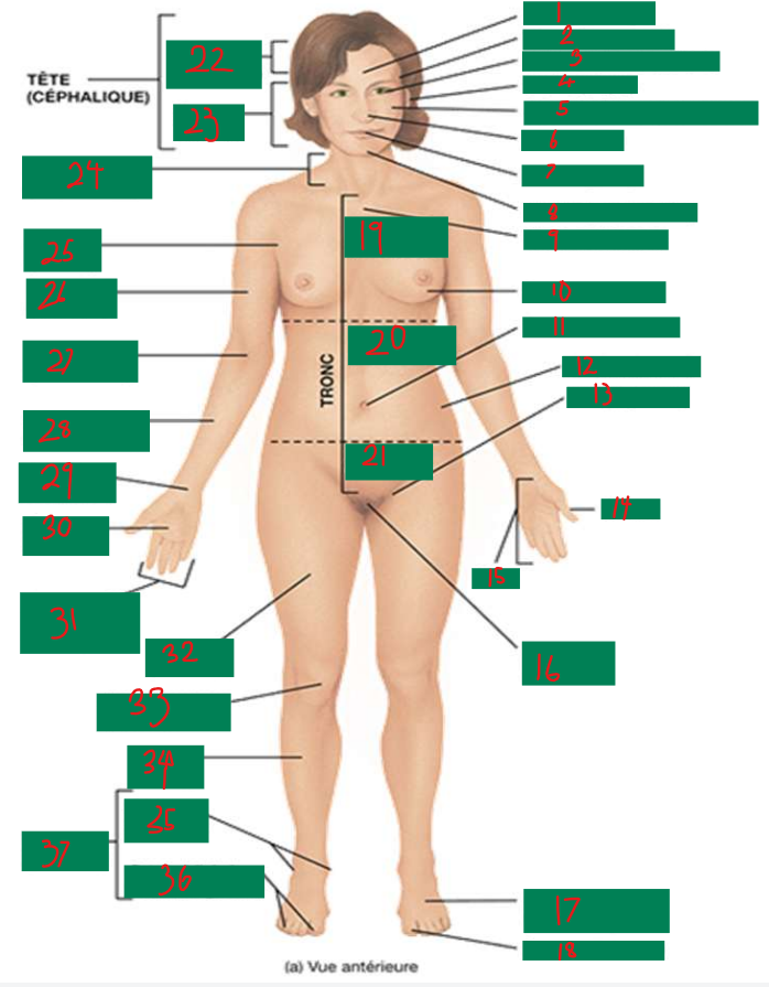 <p>16</p>
