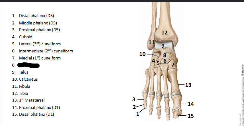 <p>What bone landmark of <strong>Foot?</strong></p>