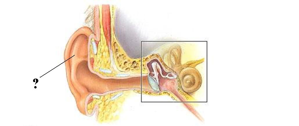 <p>Identify the indicated structure</p>