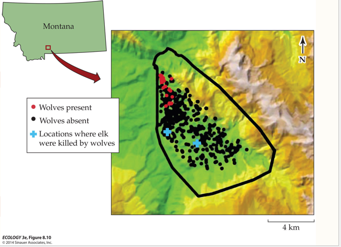 <p>Elks are mainly present where wolves are absent</p>