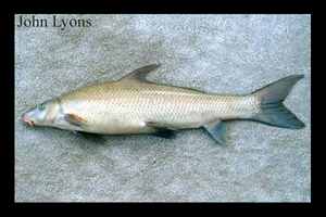 <p>Catostomidae</p><p><span style="line-height: 115%;">Cycleptus elongatus (Blue sucker) </span></p>