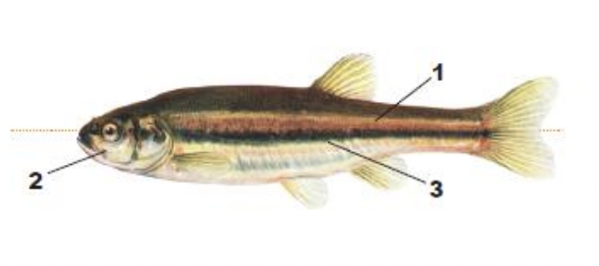 <p>1) very small scales</p><p>2) large mouth extending to under eye</p><p>3) single black stripe along side</p>