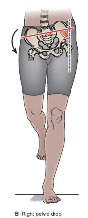 <p><strong>Standing on left leg (Single left limb stance)</strong></p><p></p><p><strong>Movement pelvis:</strong></p><ul><li><p>right pelvic/hip drop  (b/cend furthest from axis of rotation drops)</p></li></ul><p></p><p><strong>Movement left hip joint:</strong></p><ul><li><p>left hip joint ADDucts </p><ul><li><p>brings midline to femur </p></li></ul></li></ul><p></p><p><strong>Movement lumbar spine:</strong></p><ul><li><p>left lateral lumbar flexion </p></li></ul><p></p>
