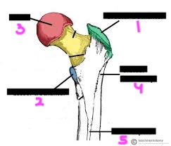 <p>label this diagram of the femur (proximal features)</p>