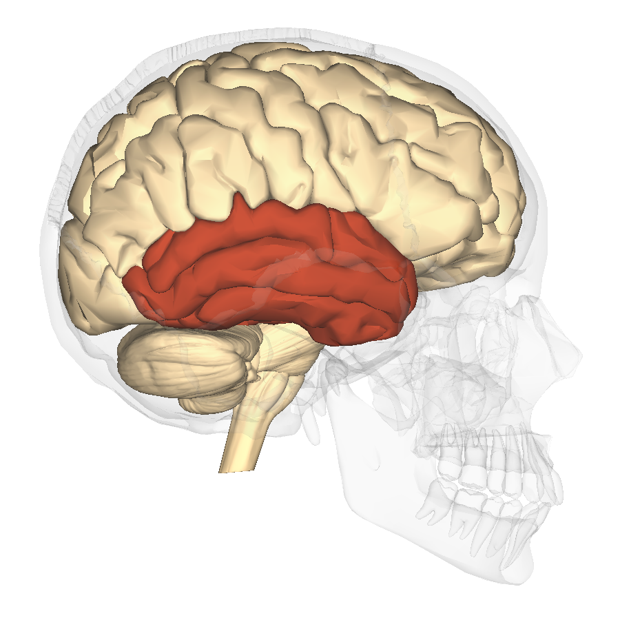 <p>Temporal Lobe </p>