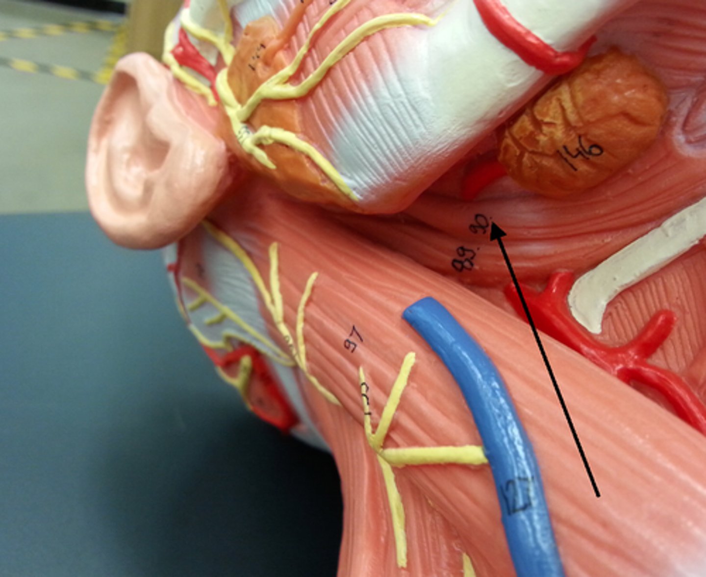 <p>Region:</p><p>Neck</p><p>Action:</p><p>Elevates hyoid</p><p>Innervation: </p><p>CN VII (Facial) </p>