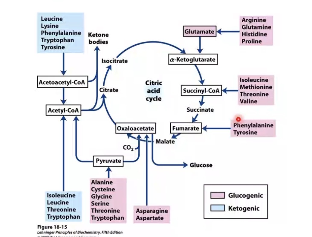 <p>Leucine and isoleucine.</p>