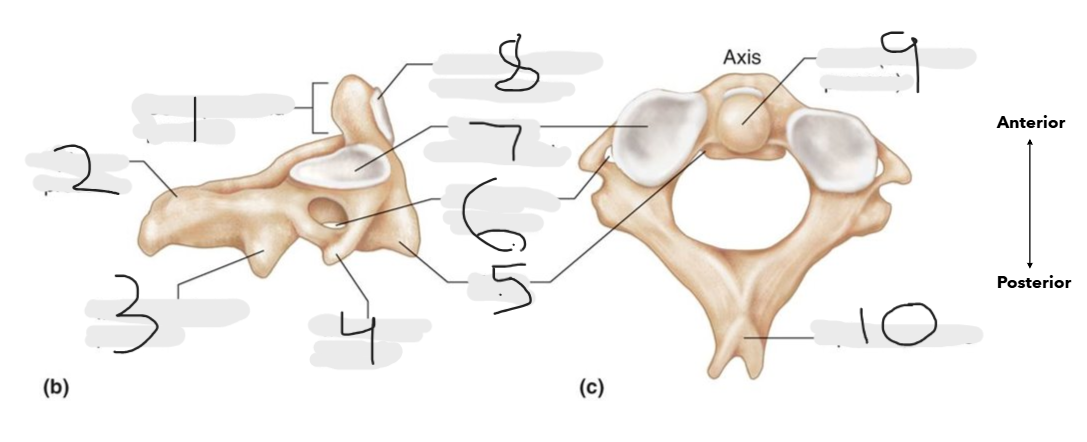 <p>what is number 6 on the axis?</p>