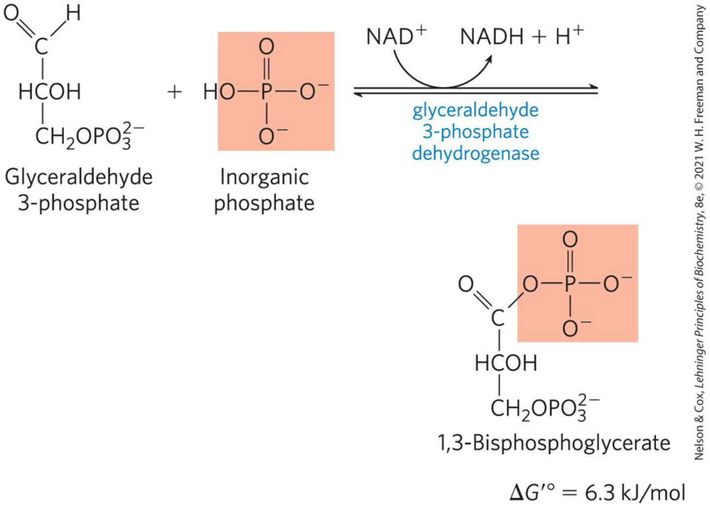 <p>It is reduced to NADH during the oxidation of glyceraldehyde 3-phosphate.</p>
