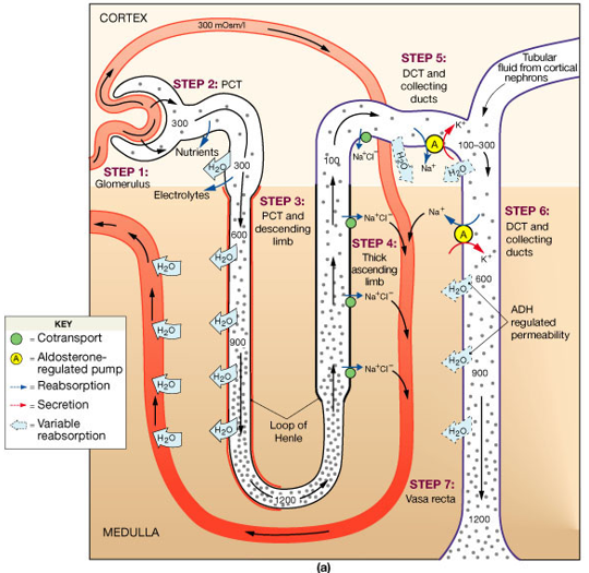 <p><span>It is all taken back into the peritubular capillaries and vasa recta surrounding the nephron.</span></p><p></p>