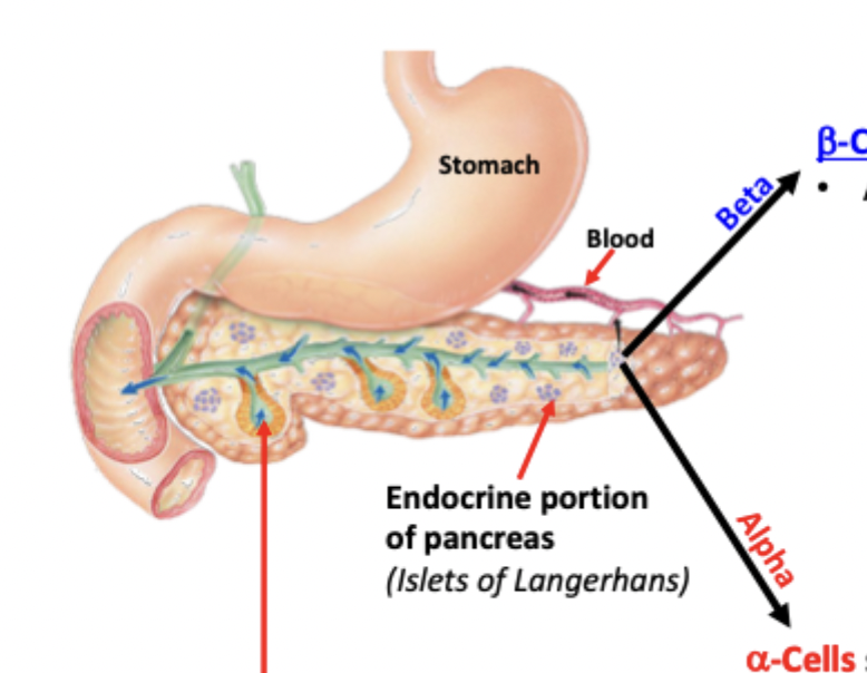 <p>Endocrine portion of pancreas called Islets of Langerhans</p>