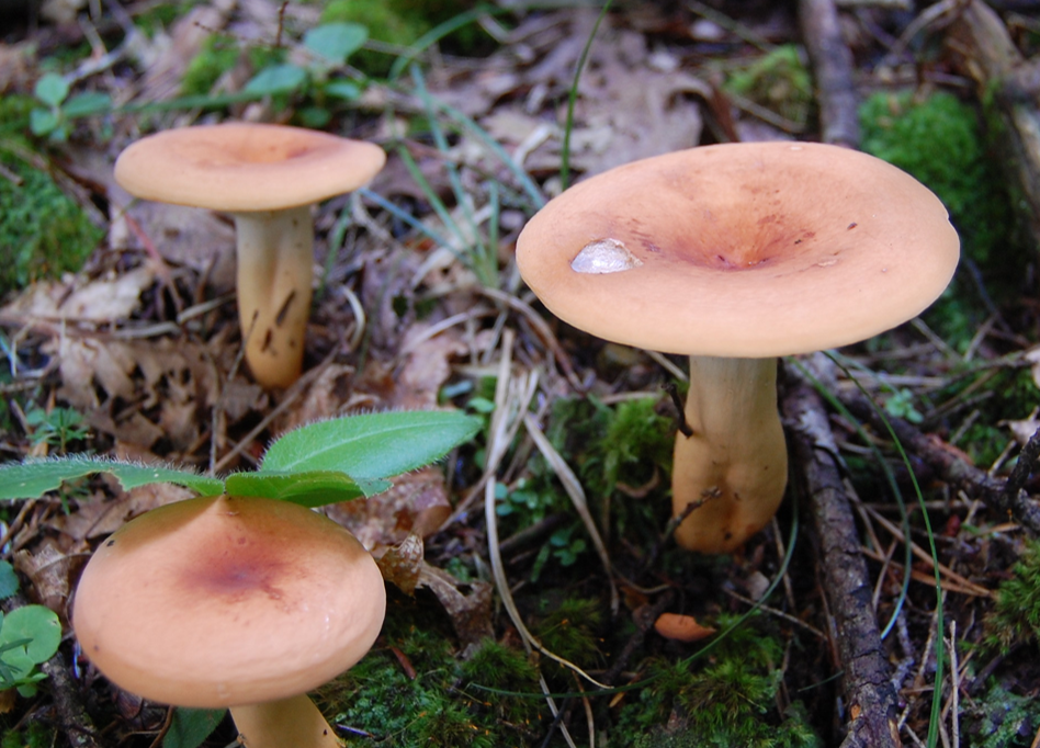 <p>Lactifluus volemus</p><p>Mycorrhizal</p>