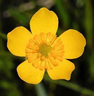 <p>Many Pistils. Buttercup</p>
