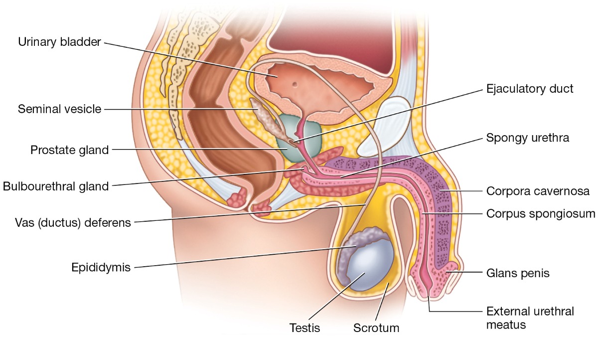 <p>They produce sperm in seminiferous tubules and testosterone in Leydig cells.</p>
