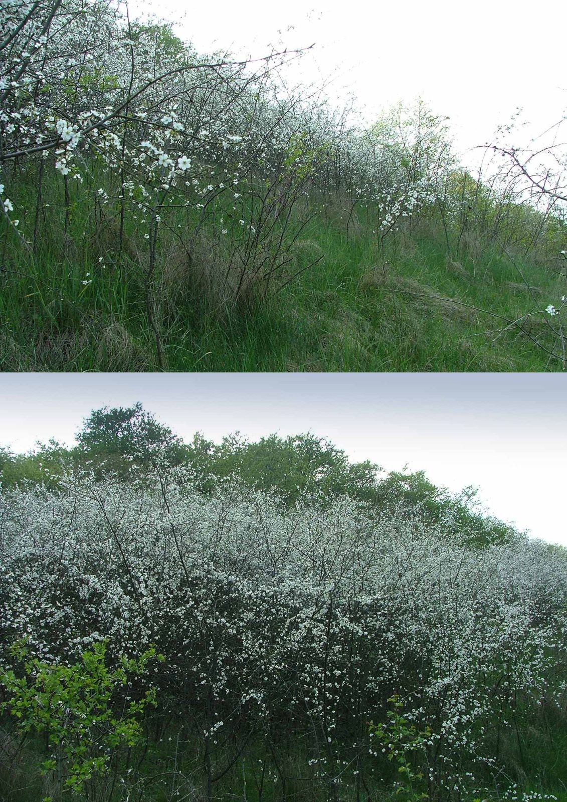 <p>Klasa <strong>RHAMNO-PRUNETEA</strong></p>