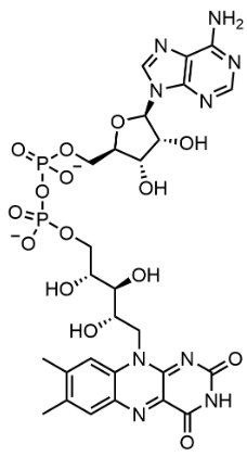 <p>adenine nucleotide (adenosine monophosphate) and the flavin mononucleotide (FMN) bridged together through their phosphate groups.</p>