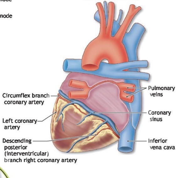 <p>The left ventricle drains through what?</p>